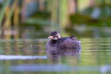 Zwergtaucher schwimmt in einem Teich - aufgenommen aus dem floating hide