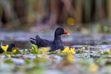 Teichralle schwimmt in einem Teich mit blühenden Wasserpflanzen