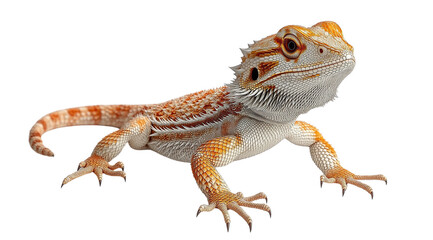 Naklejka premium Orange Bearded Dragon Portrait 