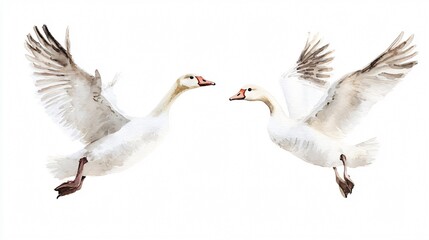 Obraz premium A Watercolor Painting of Two White Birds in Flight