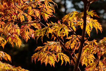 Foliage in the park. Autumn fall leaves of maple trees. Autumn fall leaves in sunlight. Natural autumn background. Red maple leaves in autumn. Autumnal mood