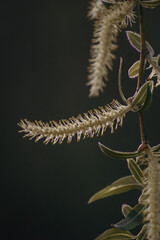close up of a branch of a tree