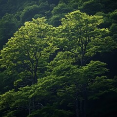 Beech forest in summer: a scenic haven.
