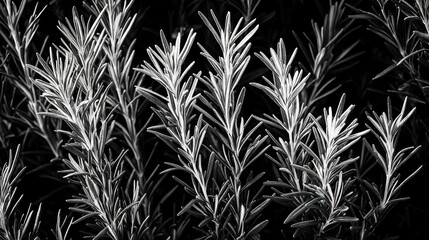 Monochrome close-up of rosemary plant, showing detailed texture and leaf structure.