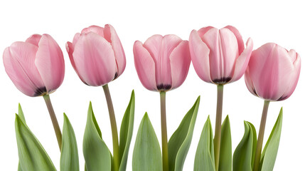 Pink tulip isolated on a white background