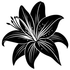 black and white lily