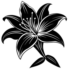 black and white lily