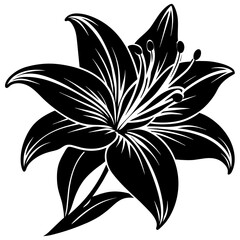 black and white lily