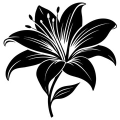 black and white lily flower