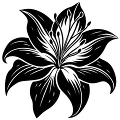 black and white lily