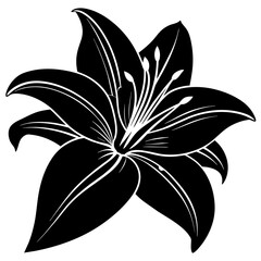 black and white lily