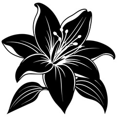 black and white lily