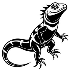 lizard on white background