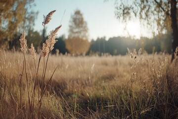 Fototapeta premium Golden grasses sway gently in a sunlit field, framed by distant autumn trees, capturing the serene beauty of a late afternoon in nature.