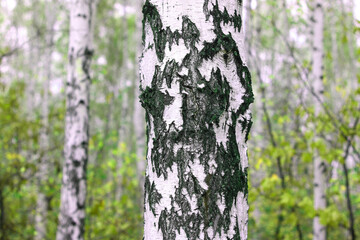 Beautiful birch trees with white birch bark
