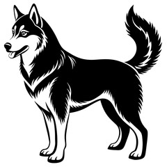 Fototapeta premium black and white dog