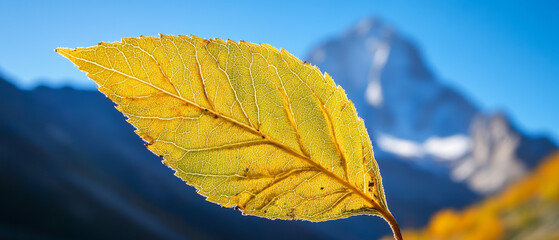 Obraz premium High-Altitude Leaf: Vibrant Autumn Hues, Intricate Veins, Mountain Background