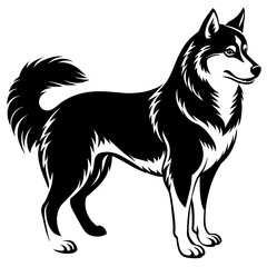 black and white dog