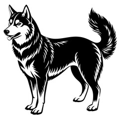 black and white dog