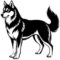 black and white dog