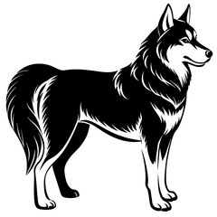 black and white dog