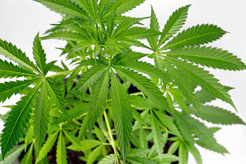 close up of a cannabis plant, leaves of marijuana, indoor growing of cannabis in a pot