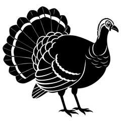 peacock vector illustration