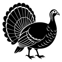 peacock vector illustration