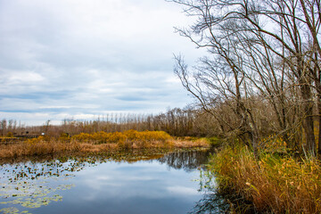 Acarlar Floodplain Forest (Turkish: Acarlar Longozu) is a floodplain forest located in Karasu. Sakarya, Turkey.
