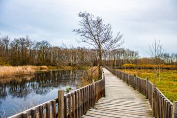 Fototapeta premium Acarlar Floodplain Forest (Turkish: Acarlar Longozu) is a floodplain forest located in Karasu. Sakarya, Turkey.