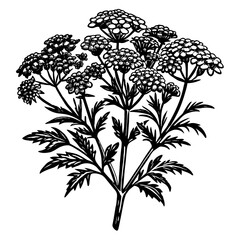 black and white flowers