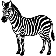 zebra isolated on white