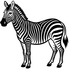 zebra isolated on white