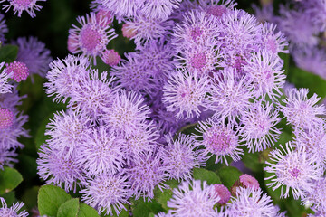 close up of purple fluffy flowers of ageratum houstonianum, blooming blueweed garden flower with lilac bushy tubular petals