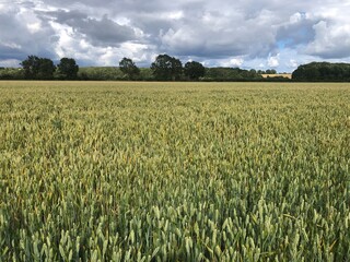 A field of winter wheat in July, near Masham, North Yorkshire, England, United Kingdom