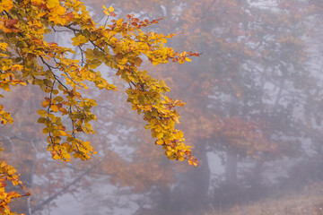 Golden autumn leaves hanging from tree branch on foggy morning in nature