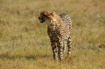 cheetah in the savannah