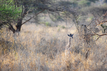 Baby Giraff