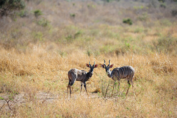 Kudu Antelope in the Masai Mara