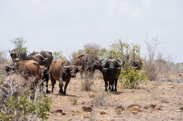 Buffalo in the Savannah