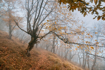 Fototapeta premium Fog rolling through an autumn forest with colorful leaves and gnarled trees creating a mysterious and moody atmosphere