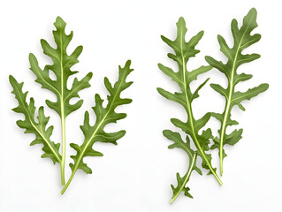 Fototapeta premium fresh rosemary isolated on white