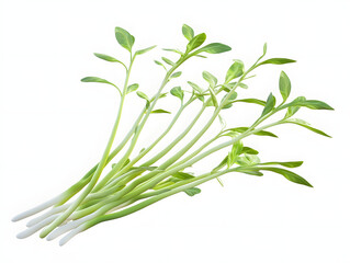 Obraz premium bunch of fresh herbs