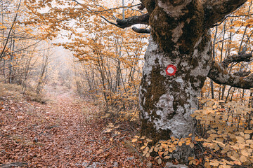 Red and white circular trail marker on a tree trunk guides hikers along a path covered in fallen leaves in an autumn forest