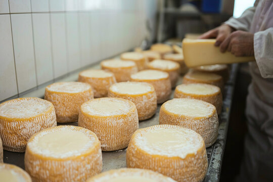 Craft cheesemaker working in a workshop