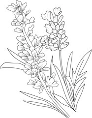 Lavender flower sketch art, vintage style printed for cute flower coloring pages. Vector illustration of a Beautiful Lavender flower, and leaves, calla realistic drawing
