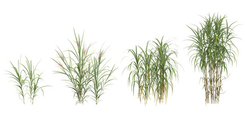 collection of Miscanthus grass isolated on white background