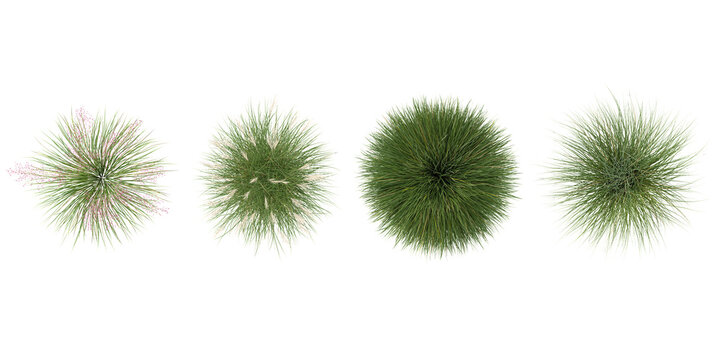 Collection of Miscanthus,Muhly plants on transparent background from the top view