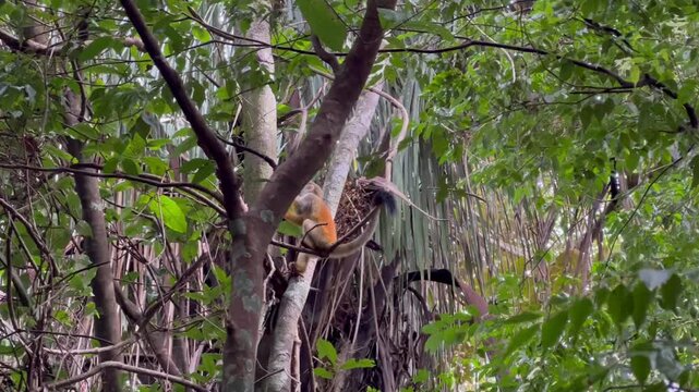 Squirrel Monkey in Trees in Costa Rica Rainforest Manuel Antonio National Park