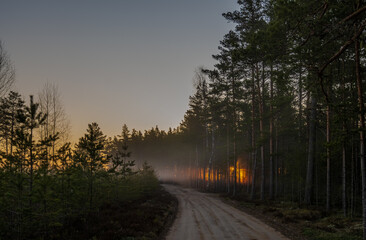 Country road to the forest. The sun's rays break through the thick trees. Sleepy forest